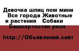 Девочка шпиц пом мини - Все города Животные и растения » Собаки   . Башкортостан респ.